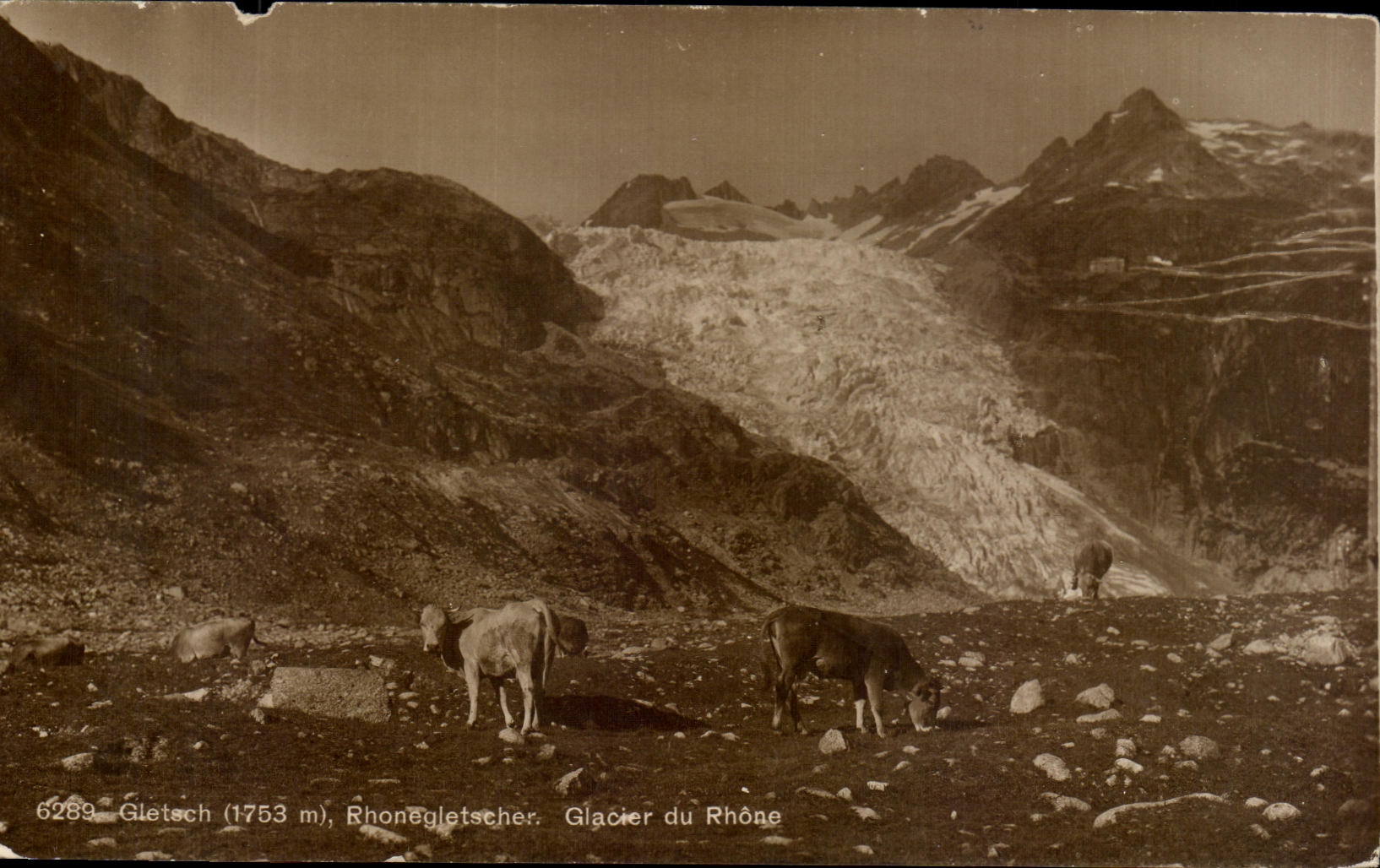 CPA Gletsch Rhonegletscher Glacier du Rhone Vaches