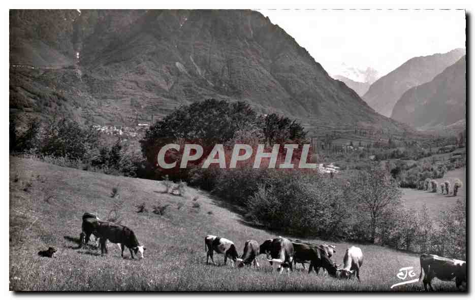 Vaches au pâturage — Vallée de la Séveraïsse, Saint-Firmin — ABEIL, Éditeur - GAP