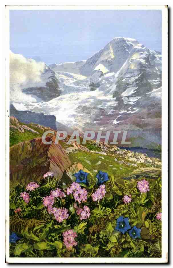 Primala farinosa u. Gentiana acaulis — (Mehlprimel und stengelloser Enzian), Kl. Scheidegg, Berner Oberland — Photochromie, Série 579, No. 1480