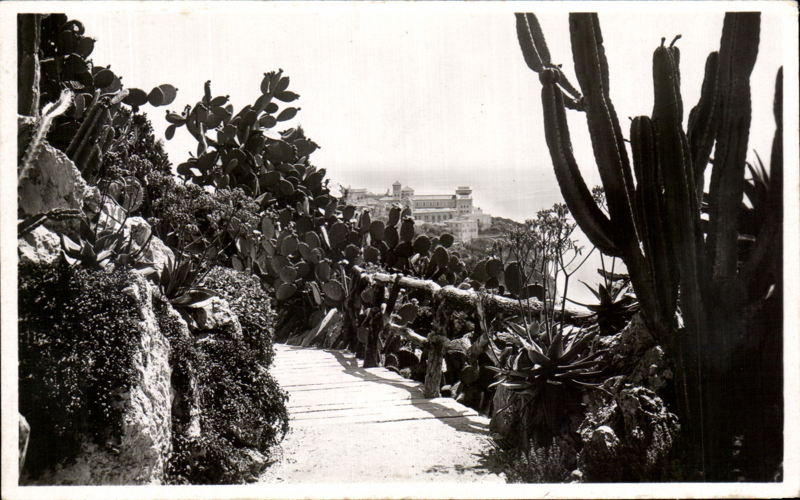CPA Monaco Les Jardins Exotiques