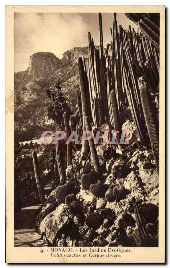 CPA Monaco Les Jardins Exotiques Echinocactus Et Cereus Divers
