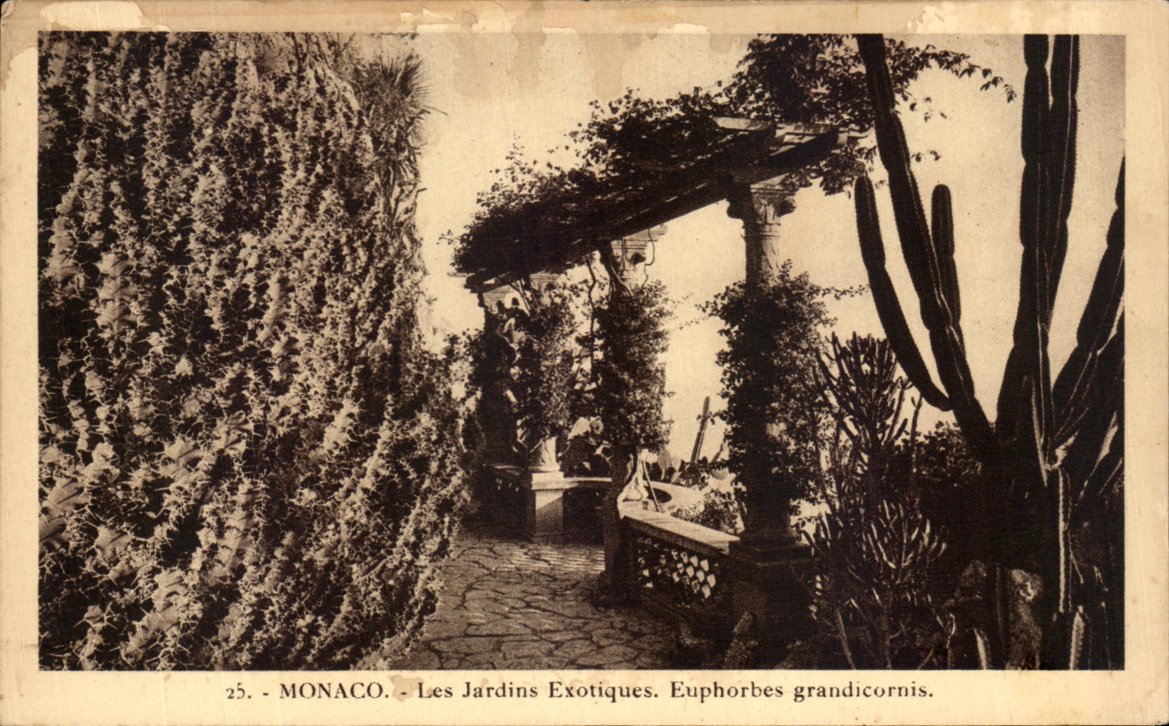 CPA Monaco Les Jardins Exotiques Euphorbes Grandicornis