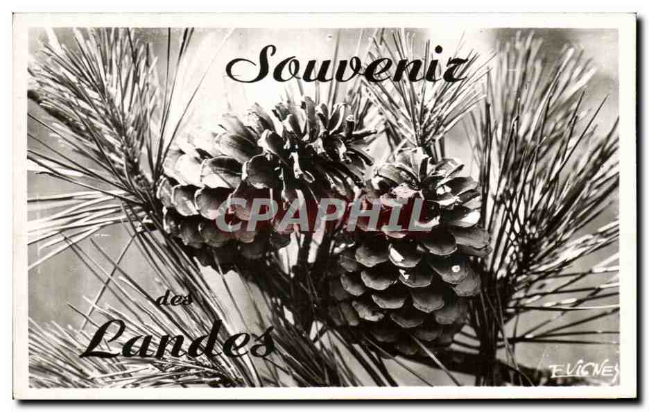 CPA Souvenir des Landes Pommes de pins