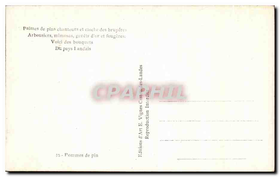 CPA Souvenir des Landes Pommes de pins — Back