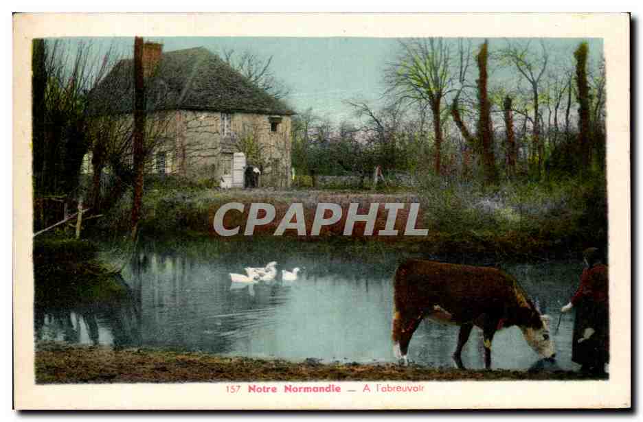 CPSM Notre Normandie A l'abreuvoir Vache 
