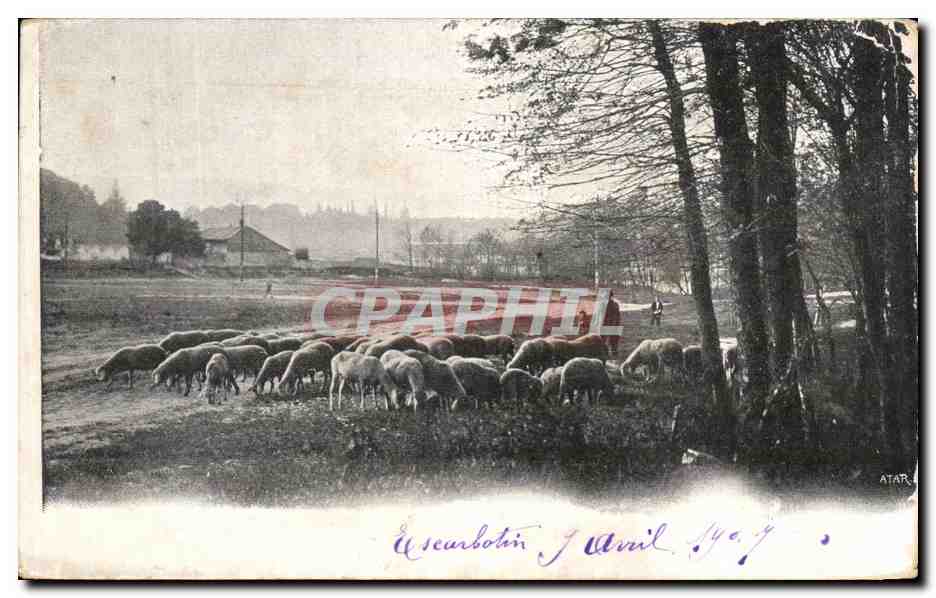 CPA Berger et moutons 