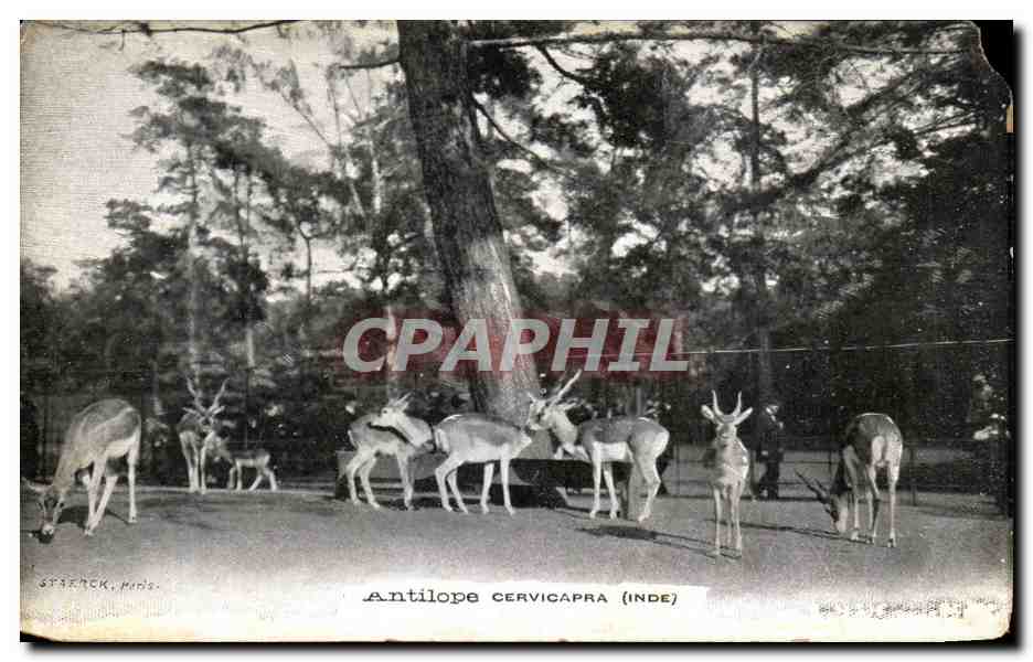 CPA Antilope Cervicapra Inde Publicite Creme Franco Russe Drouet