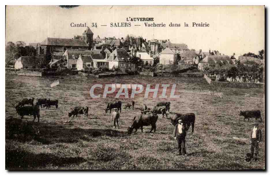 CPA L'Auvergne Cantal Salers Vacherie dans la Prairie Vaches