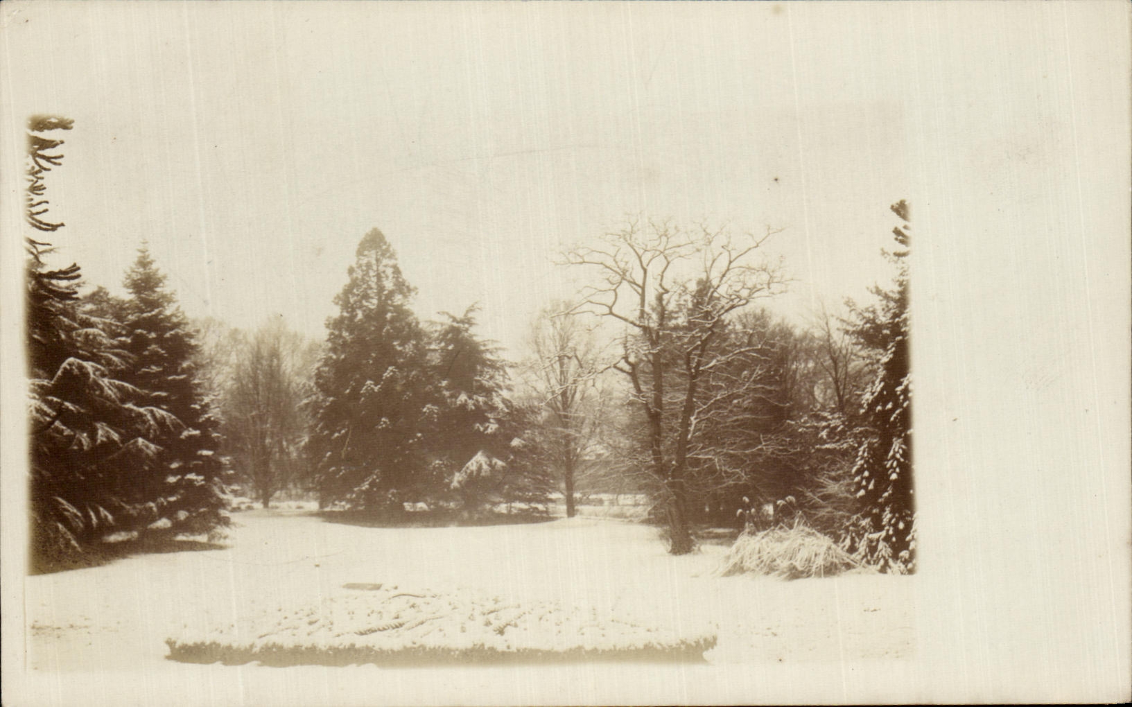 CARTE PHOTO Foret sous la neige 