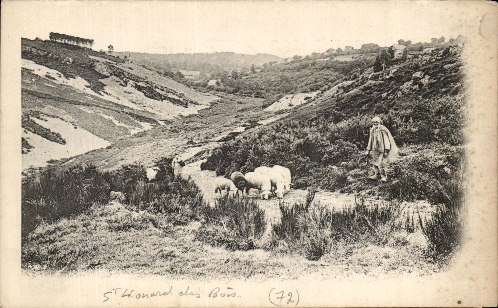 CPA St Leonard des Bois Saint Leonard Berger et moutons 