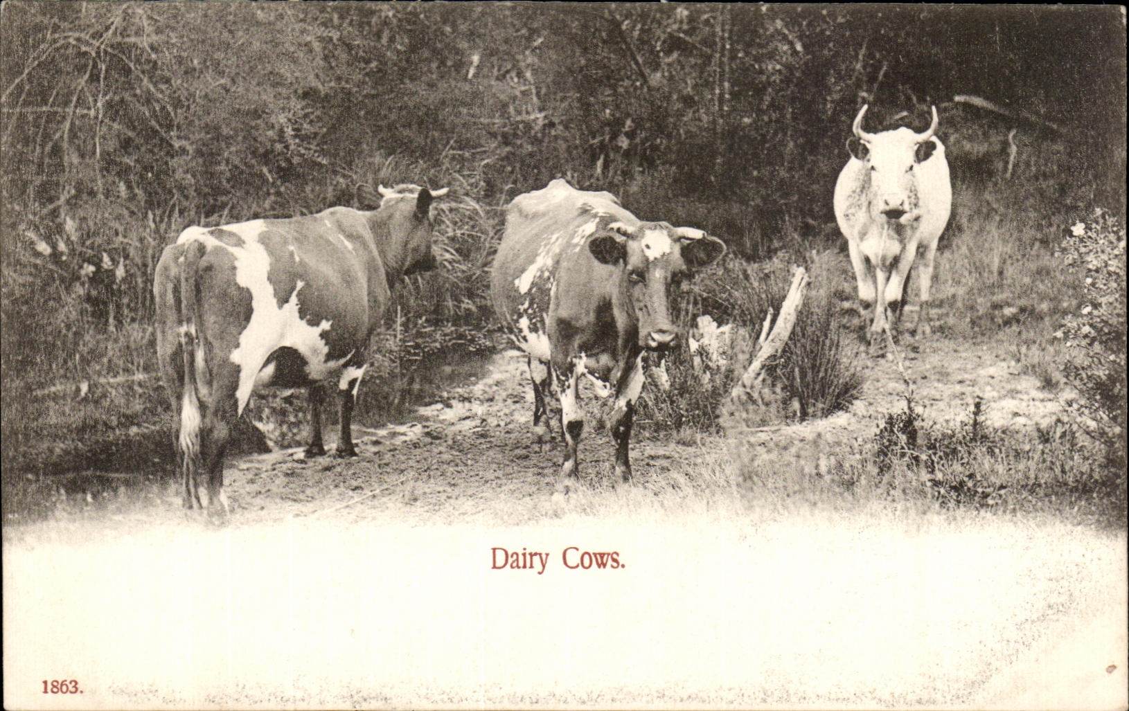 CPA Dairy Cows
