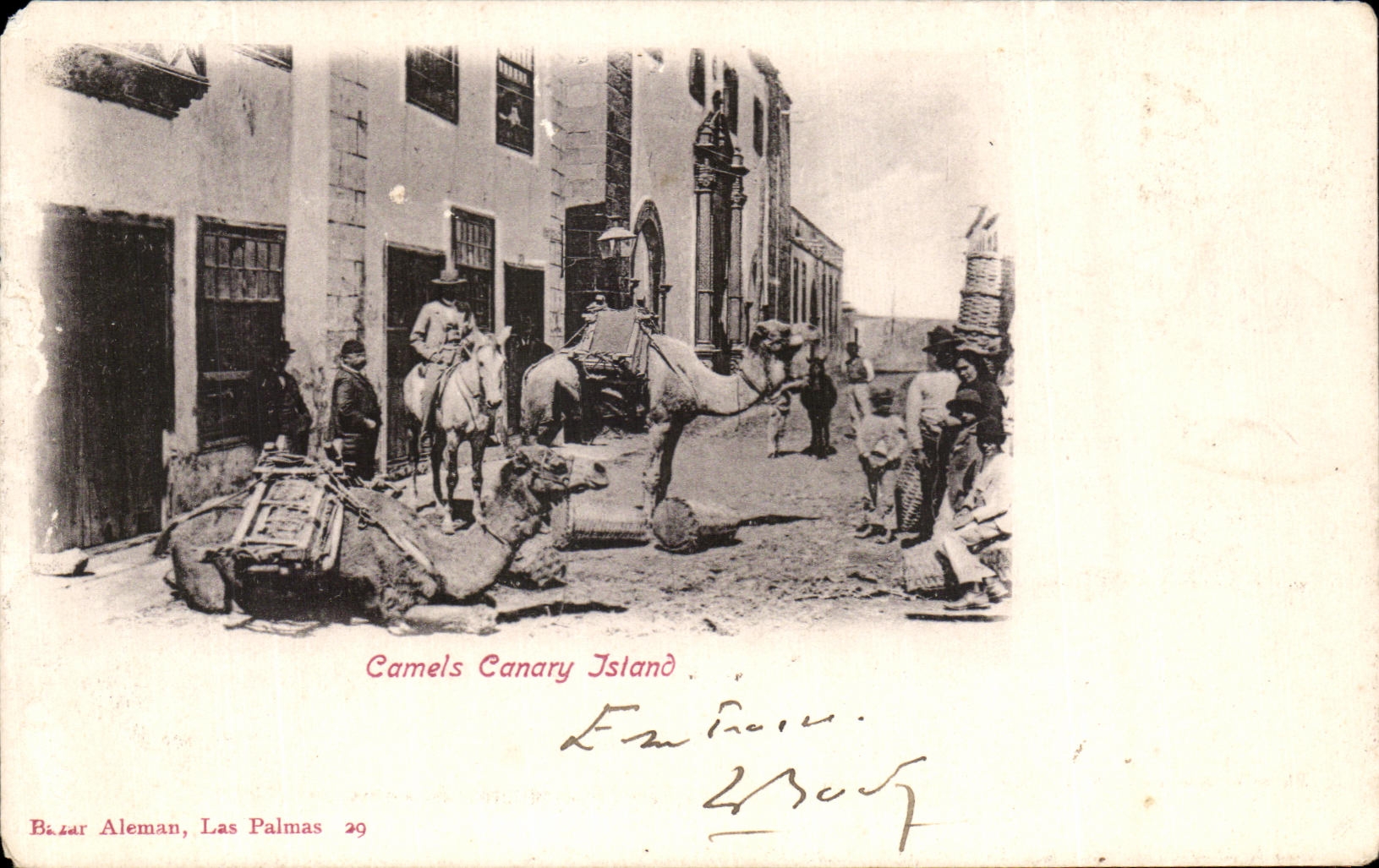 CPA Camels Canary Island Chameau