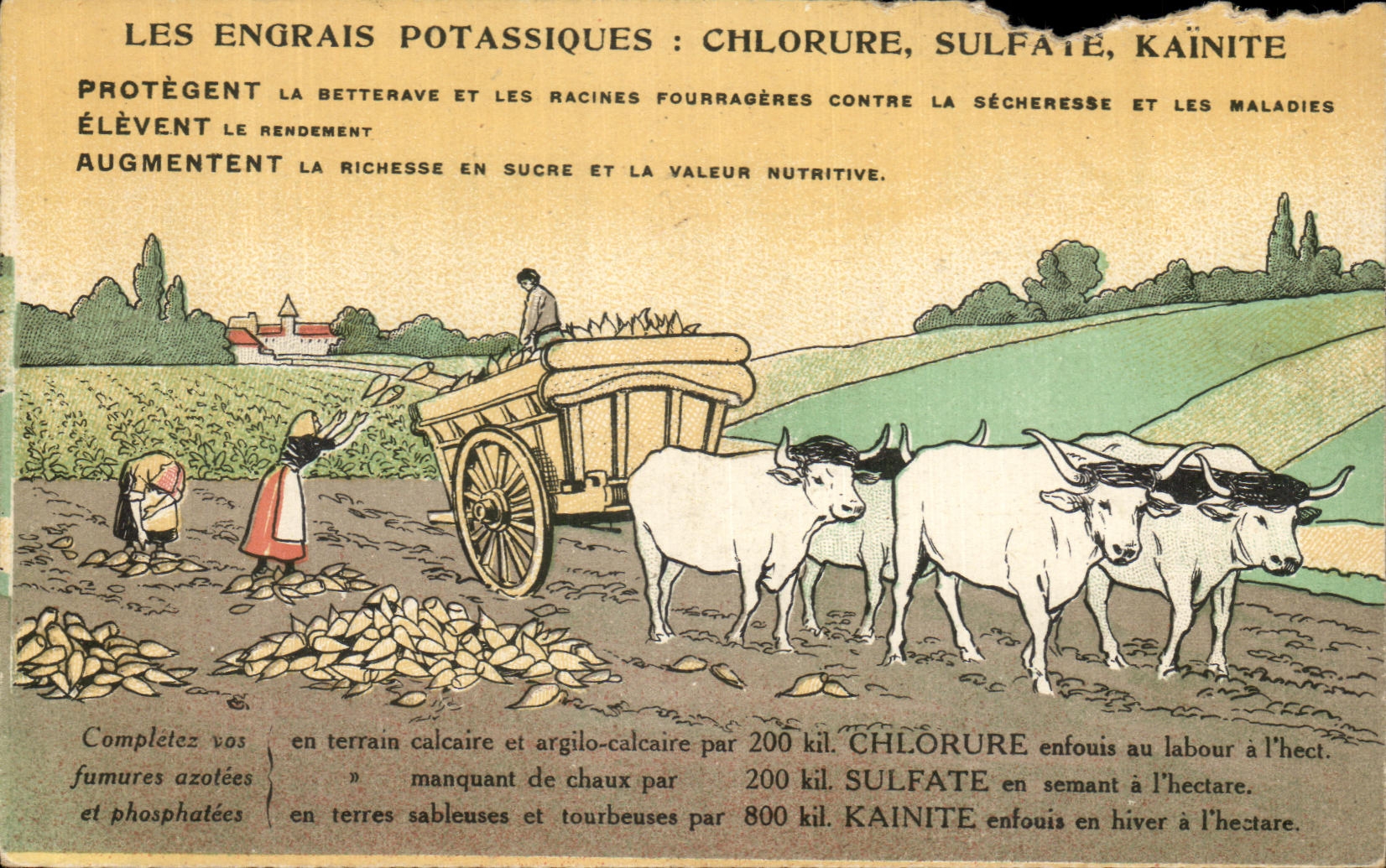 CPA Fantaisie les engrais potassiques Chlorure Sulfate Kainite Boeufs attelage 