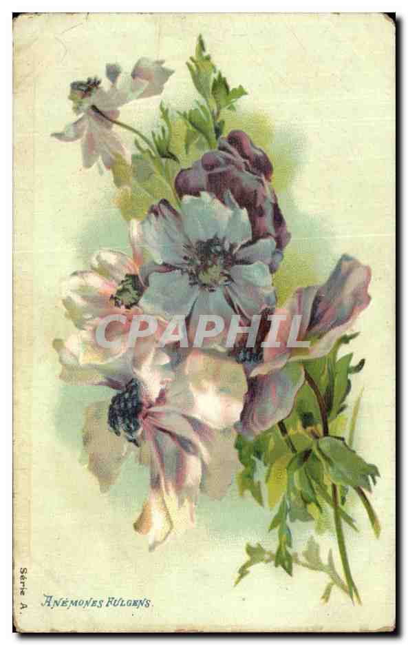 CPA Fantaisie Fleurs Anemones Fulgens 