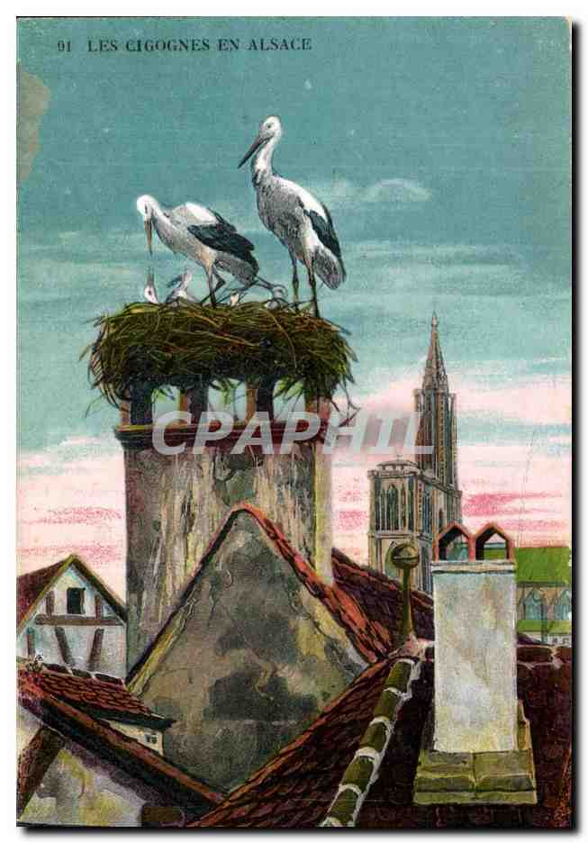 CPA Fantaisie Les cigognes en Alsace Strasbourg 