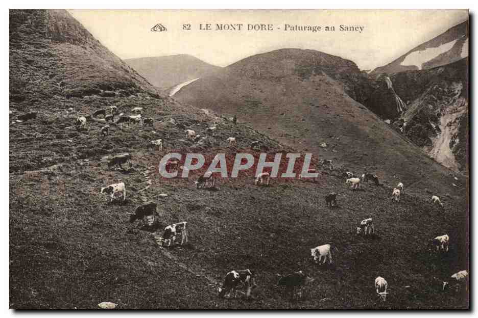 CPA Le Mont Dore Paturage Sancy Vaches