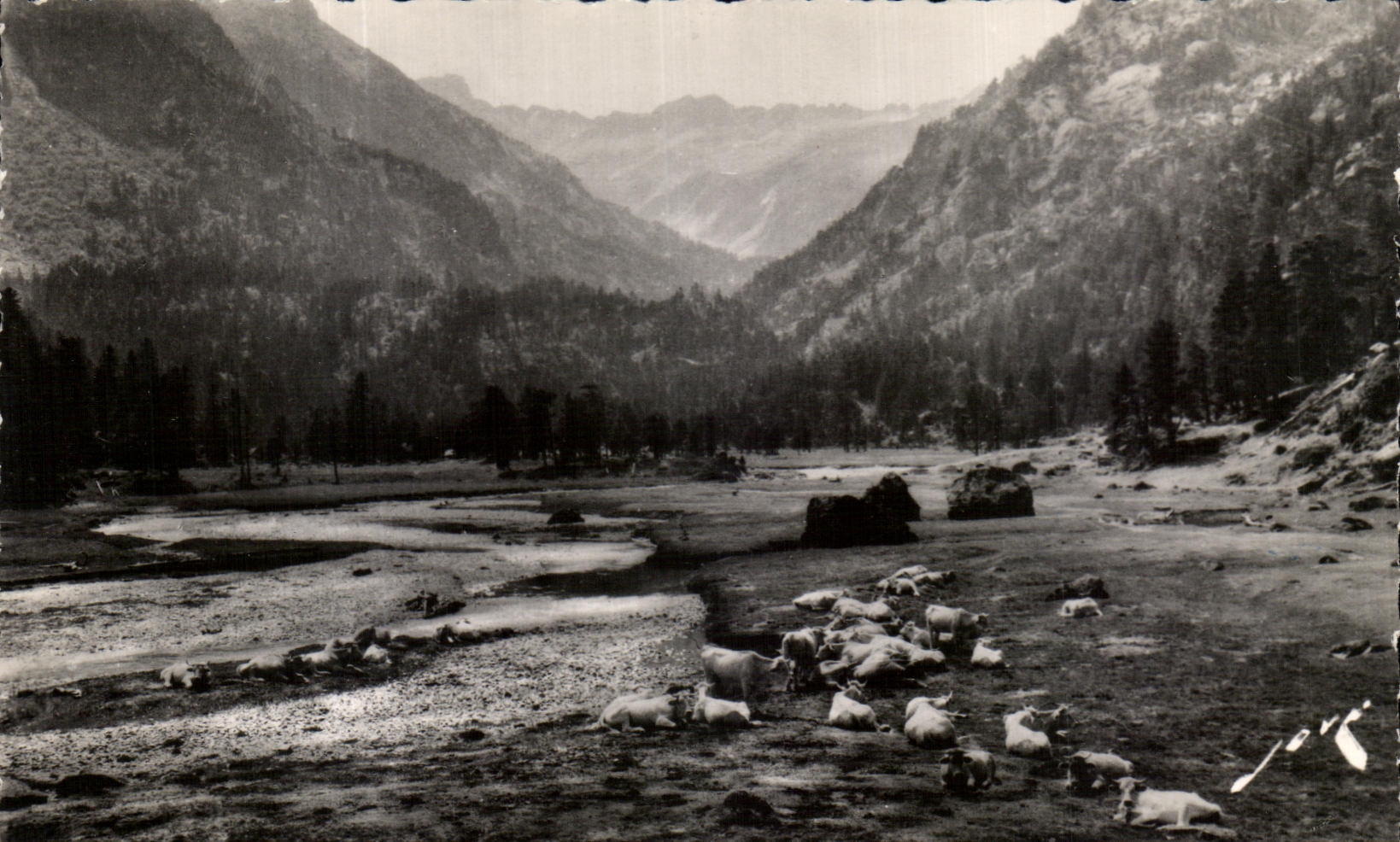 Weide in der Marcadau-Tal — Umgebung von Cauterets (H.P.) — Editions JOVE, PAU