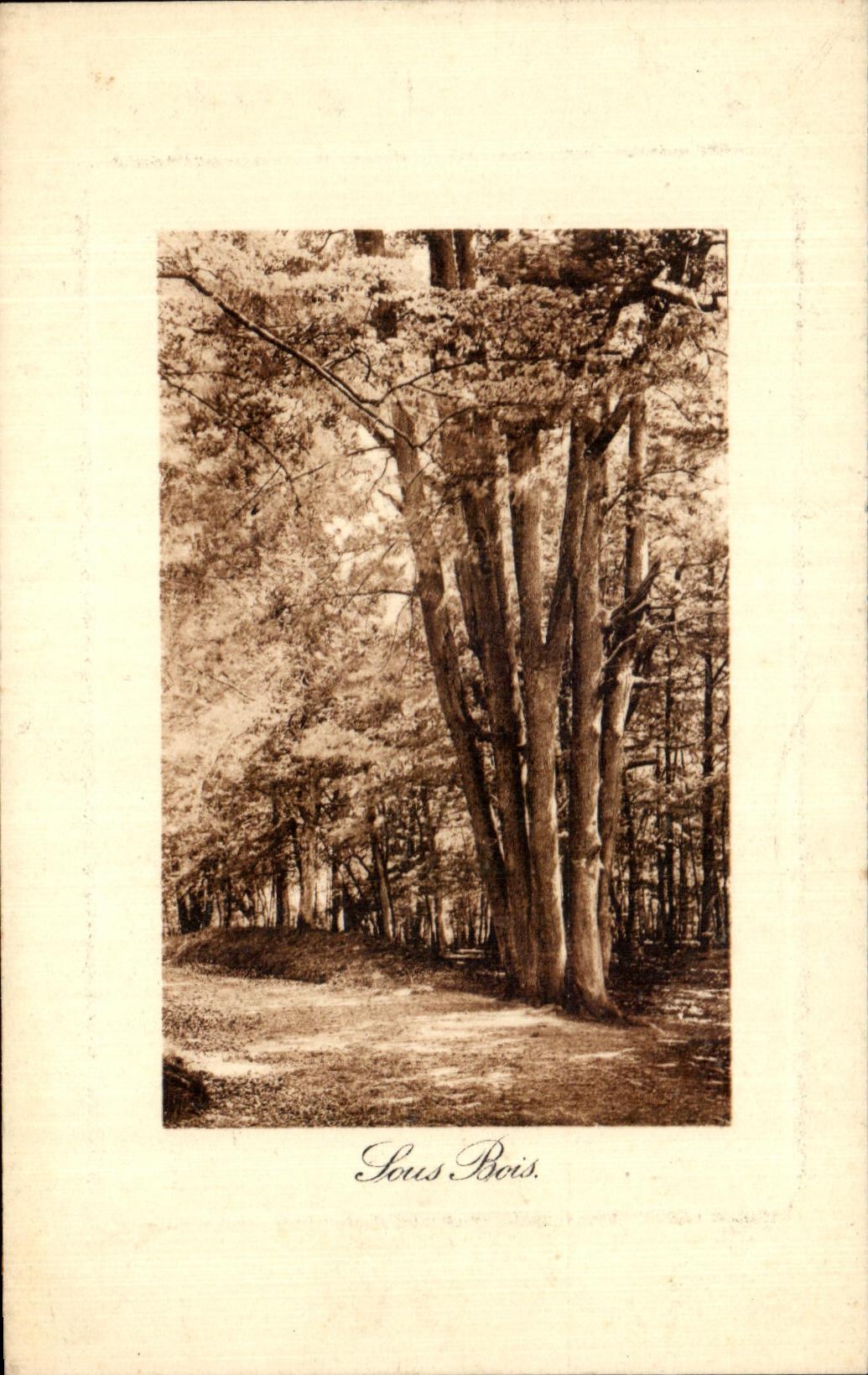 CPA Sous Bois Arbres