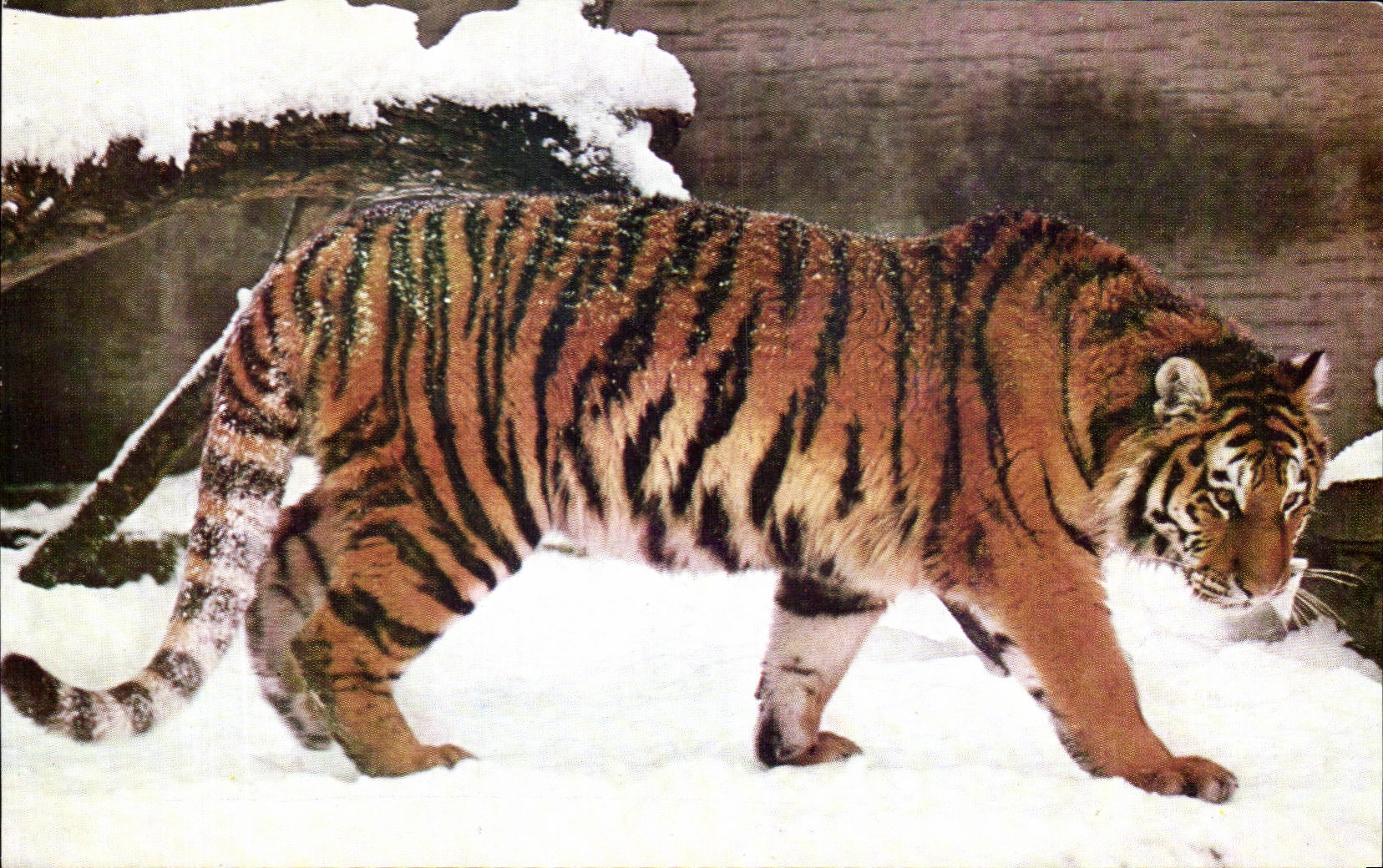 Tiger in der Schnee — Veröffentlicht vom Nationalen Komitee für Kinder — Foto Atlas Photo