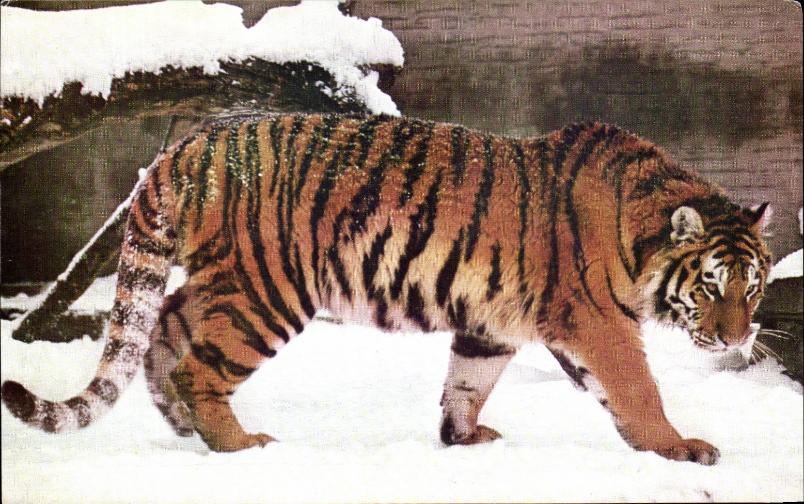 Tiger in the Snow — Photo Atlas Photo — Published by the National Committee for Childhood, Paris-VIII°