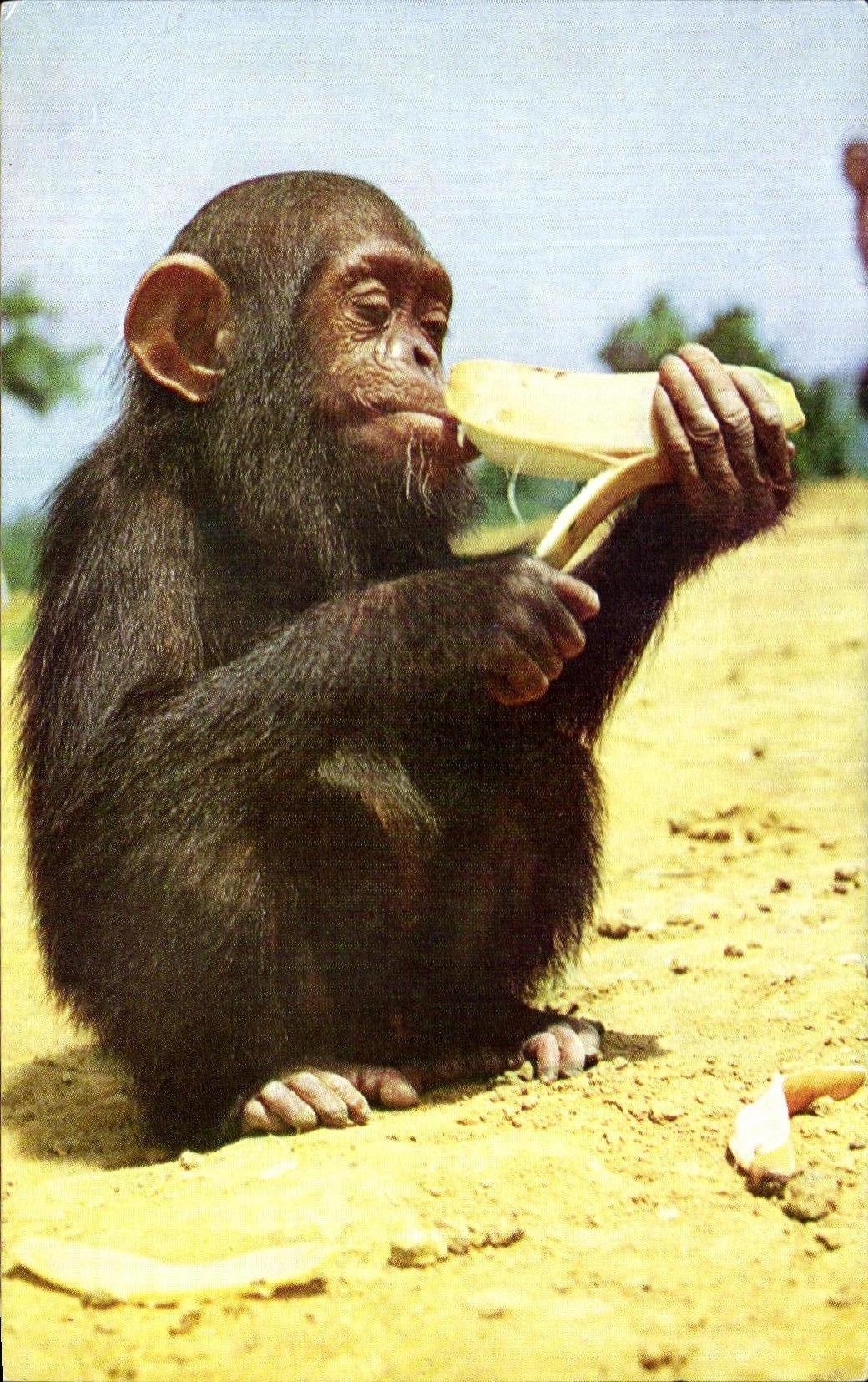 Chimpanzé — mangeant une banane — édité par le Comité National de l'Enfance, Paris-VIII*