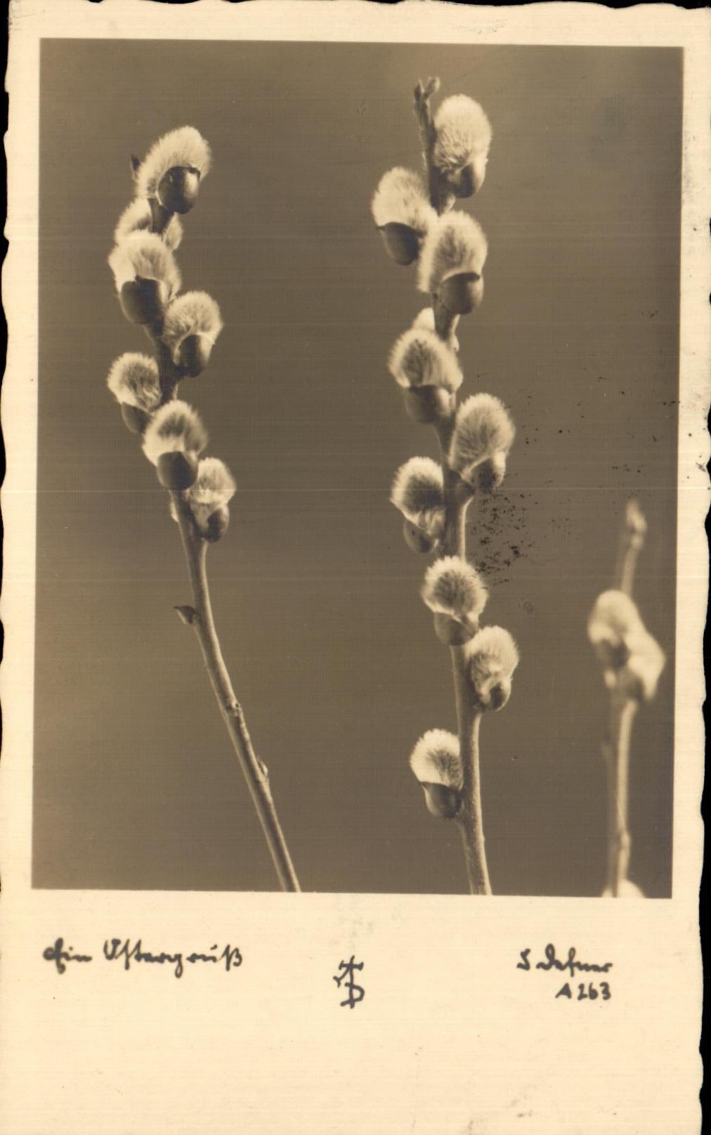 CPA Fantaisie Fleurs 