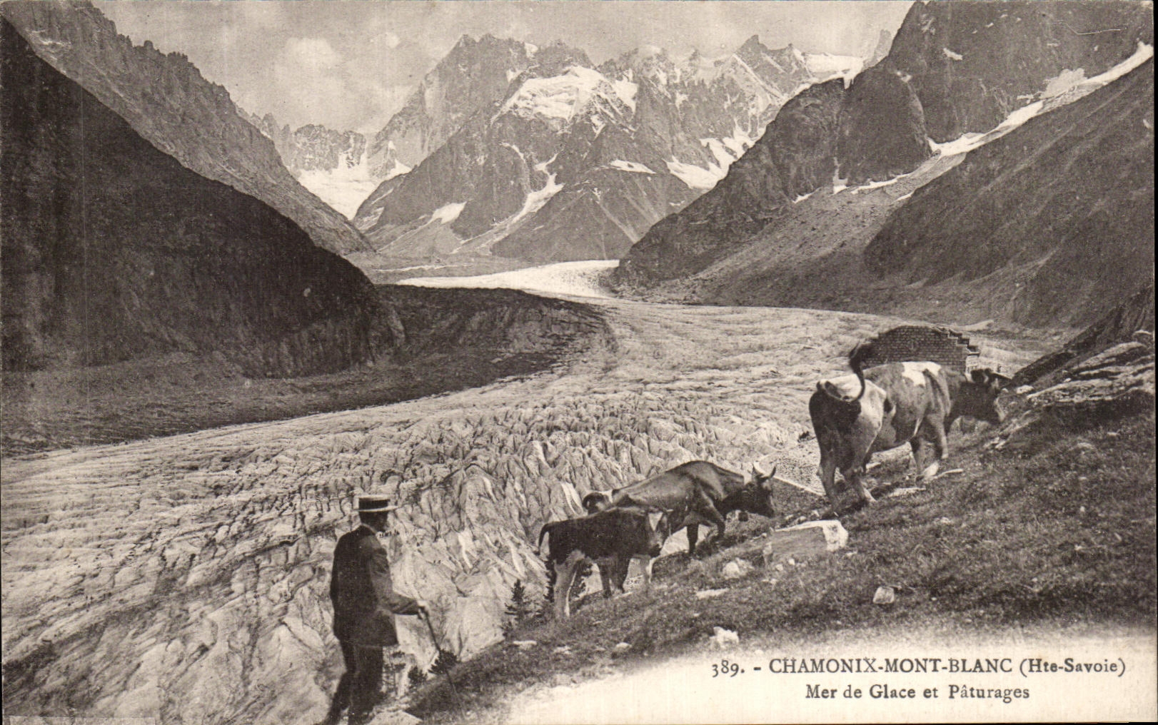 CPA Chamonix Mont Blanc Mer de Glace et Paturages Vaches