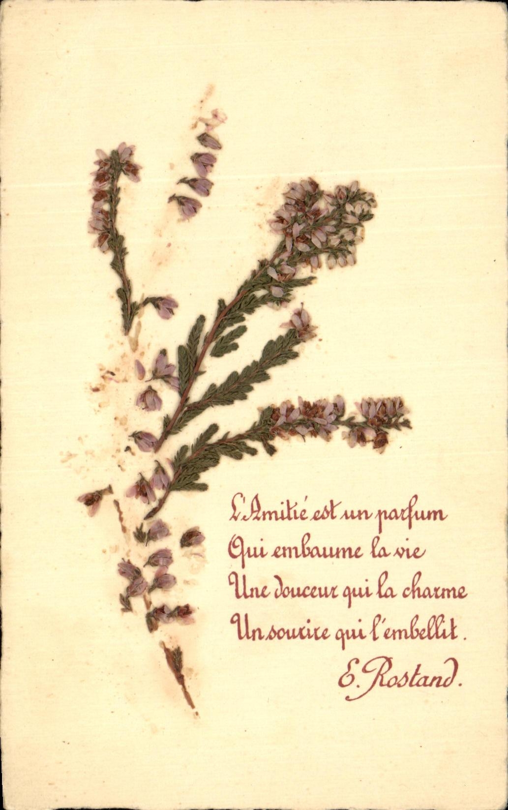 CPA Fantaisie Fleurs sechees