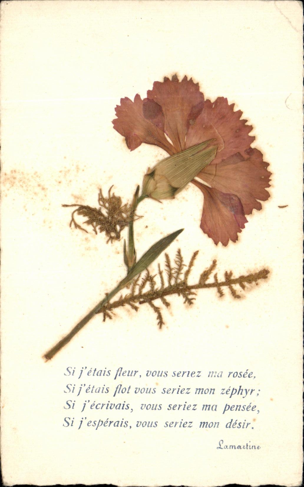 CPA Fantaisie Fleurs sechees