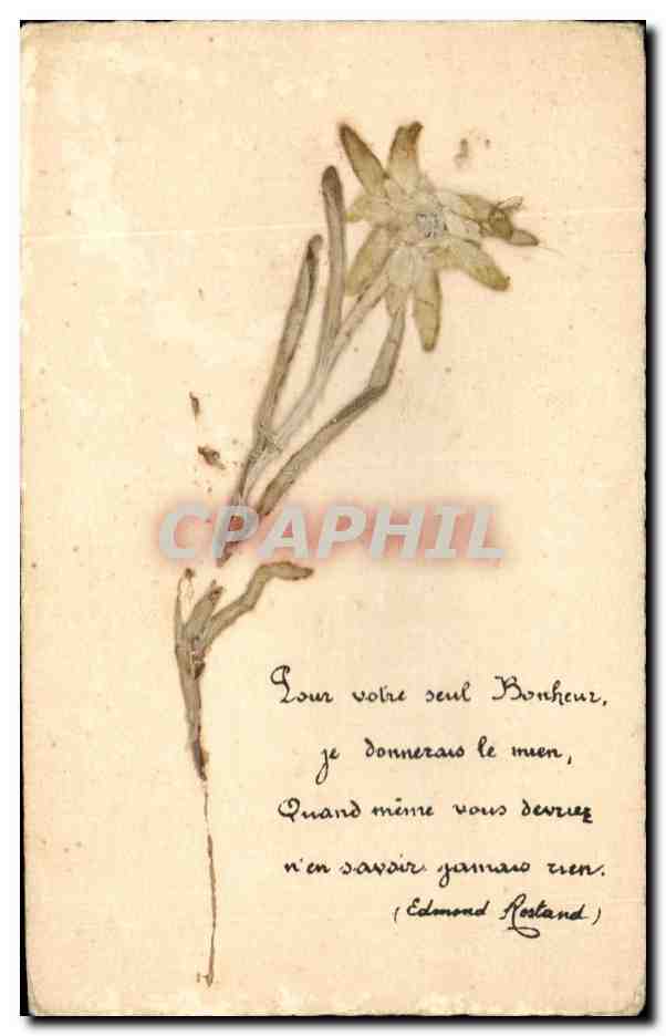 CPA Fantaisie Fleurs sechees