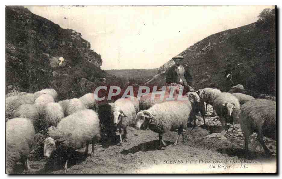 CPA Scenes Et Types Des Pyrenees Un Berger Moutons 