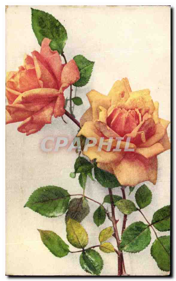 CPA Fantaisie Fleurs Roses