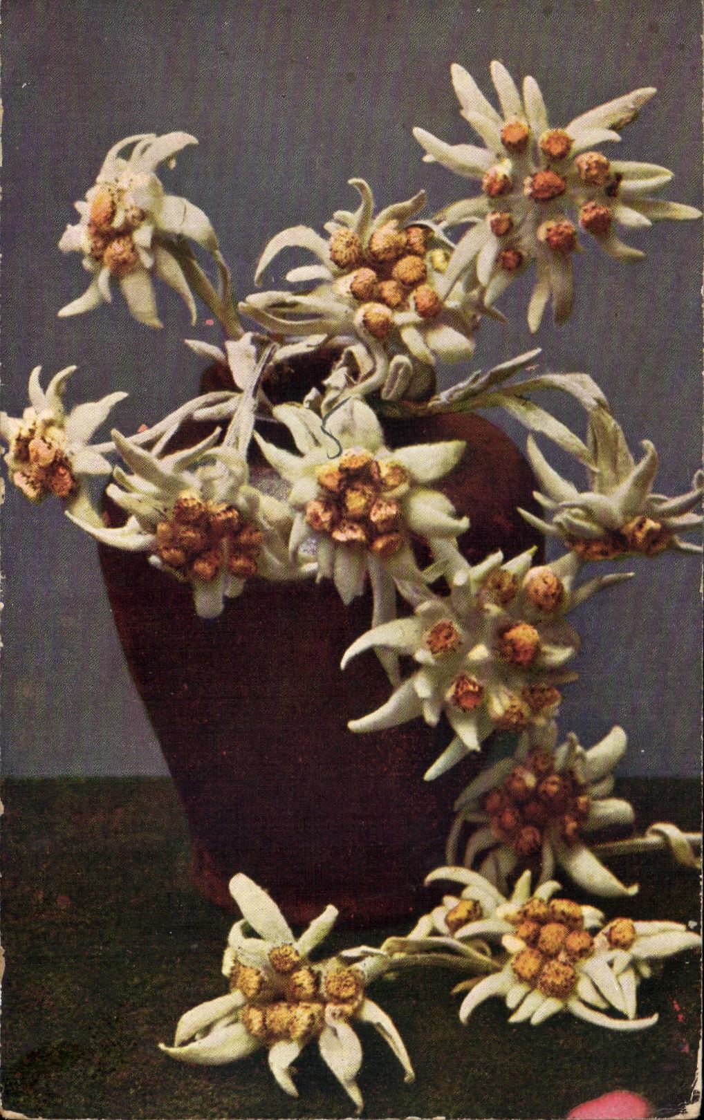 CPA Fantaisie Fleurs Edelweiss