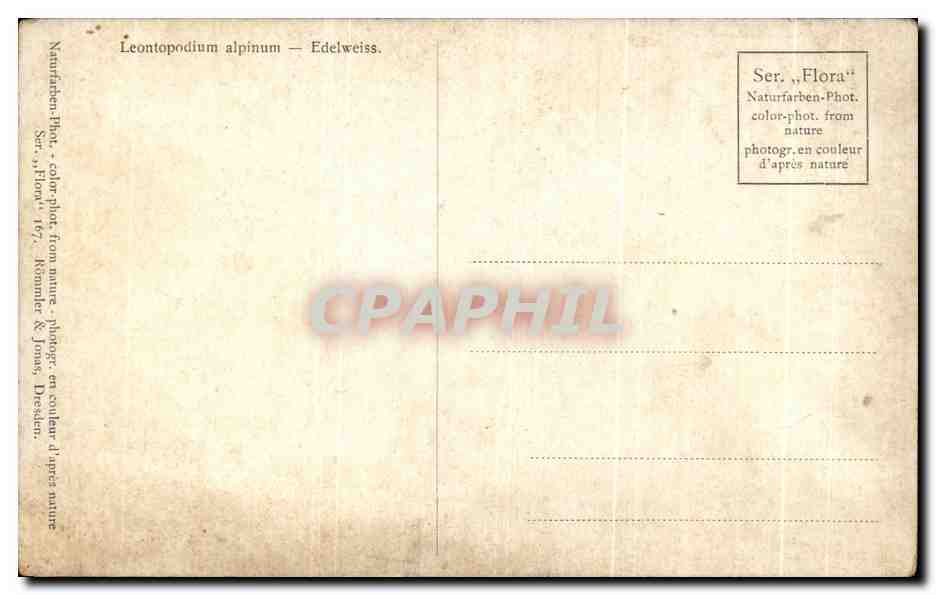 CPA Fantaisie Fleurs Edelweiss — Verso