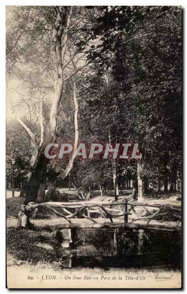CPA Lyon Un Sous Bois au Parc de la Tete d'Or