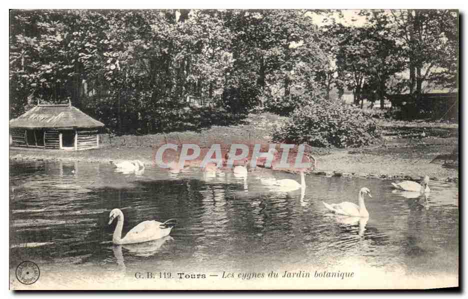 CPA Tours Les cygnes Du Jardin Botanique
