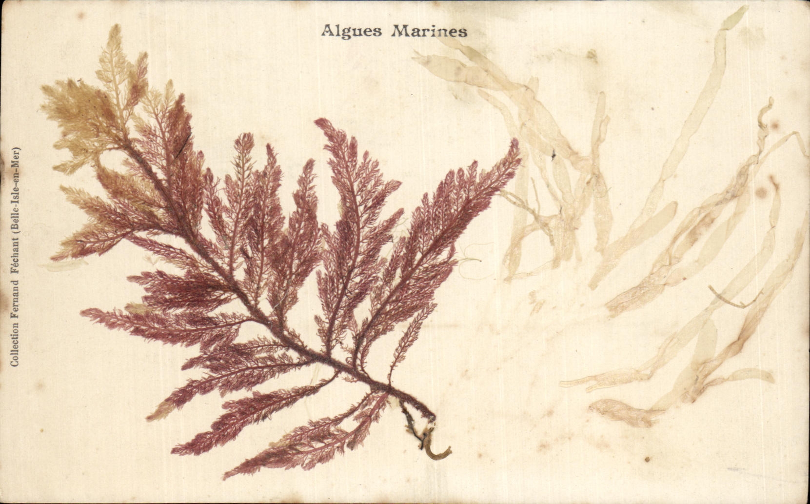 CPA Fantaisie Fleurs sechees Algues marines 