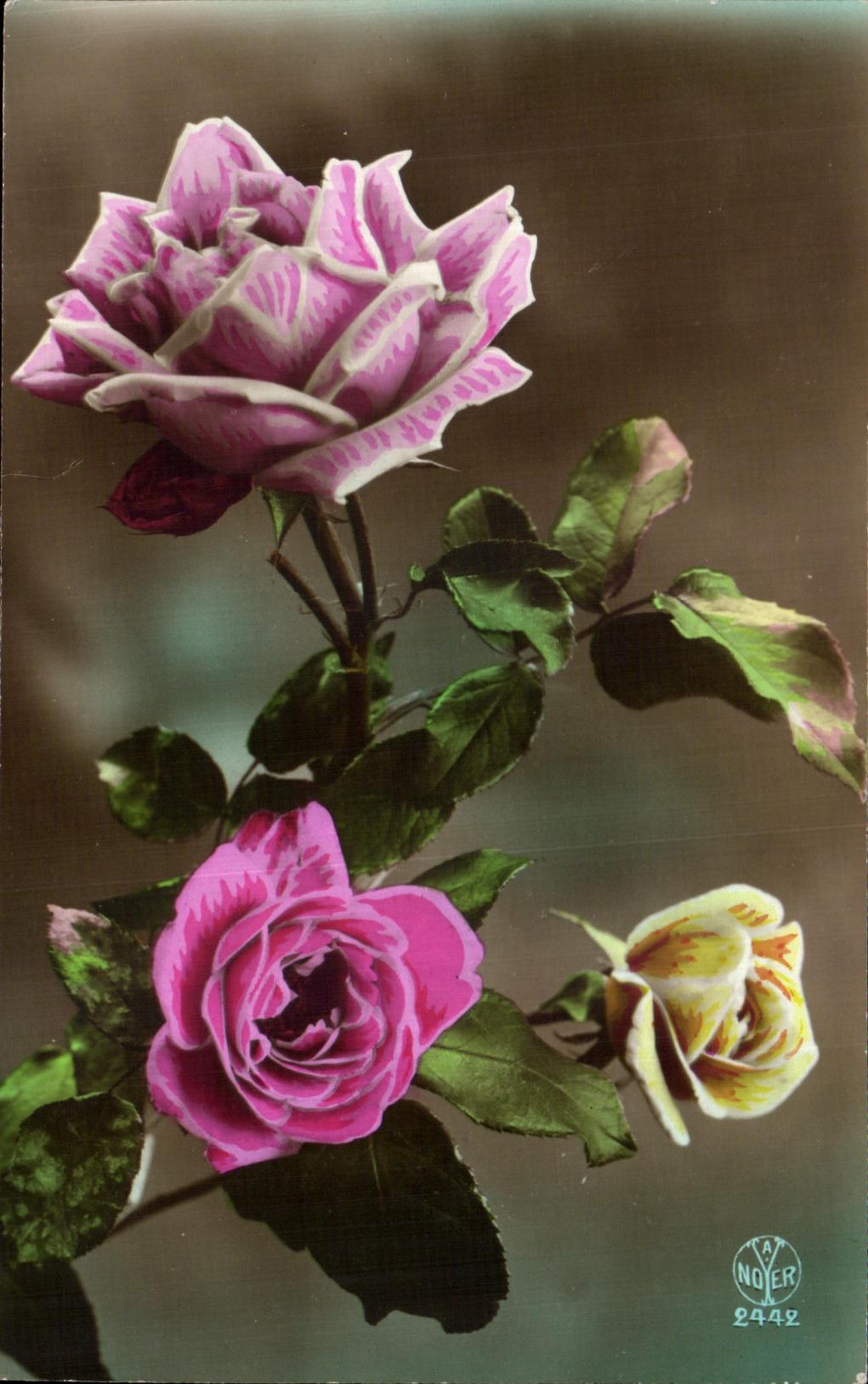 CPA Fantaisie Fleurs Roses 