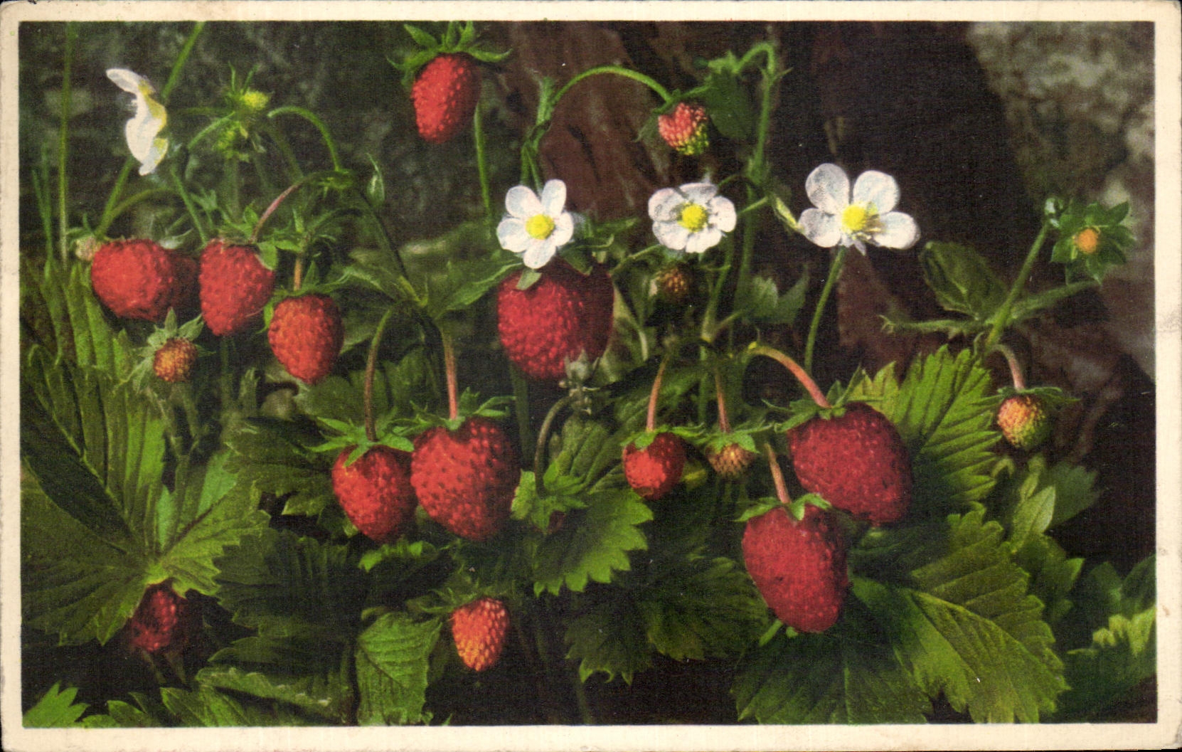 CPA Fantaisie Fraisier des bois 