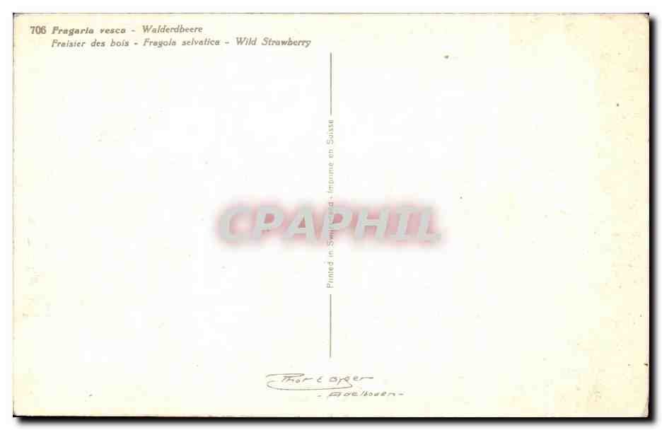CPA Fantaisie Fraisier des bois  — Verso