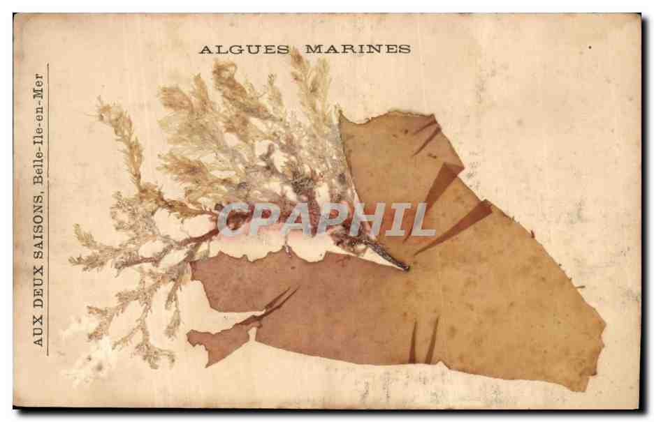 CPA Fantaisie Fleur sechee Aux deux saisons Belle Ile en mer Algues marines