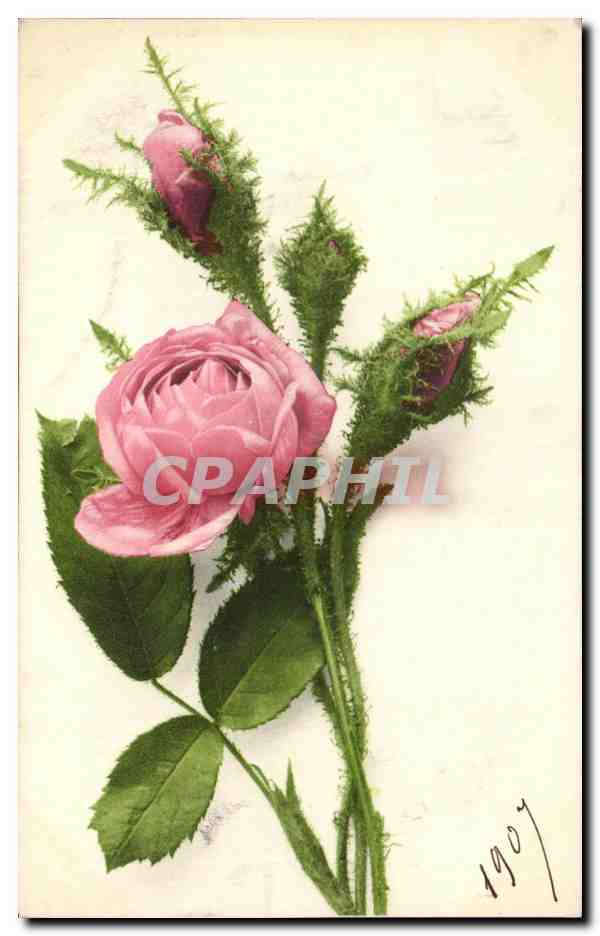 CPA Fantaisie Fleurs Rose