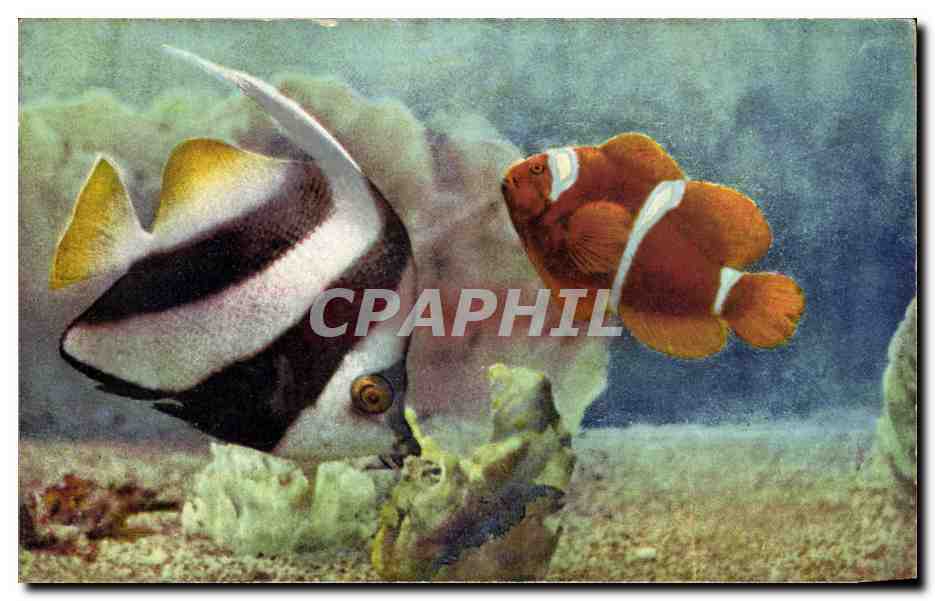 CPSM Aquarium de Monaco Heniochus Macrolepidotus