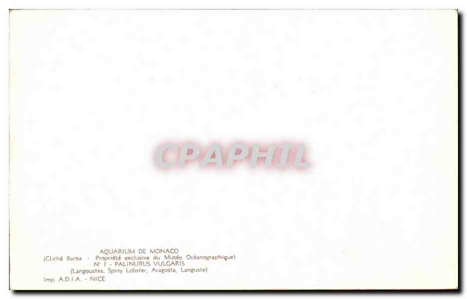 CPSM Aquarium de Monaco Palinurus Vulgaris Langoustes — Verso