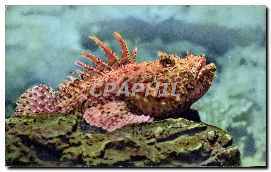 CPSM Aquarium de Monaco Scorpaena Porcus Rascasse