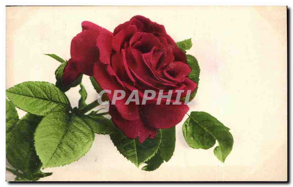 CPA Fantaisie Fleurs 