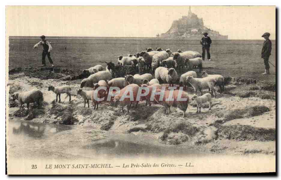 CPA Le Mont Saint Michel Les Pres Sales des Greves