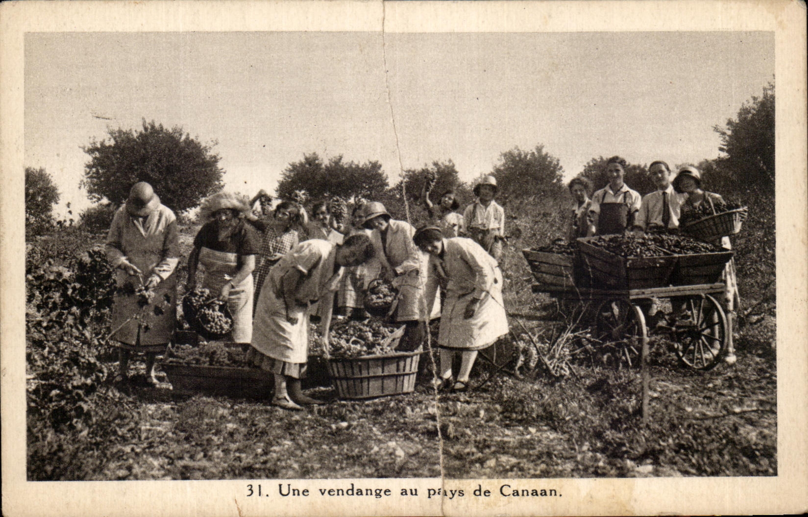 CPA Une Vendange au Pays de Canaan