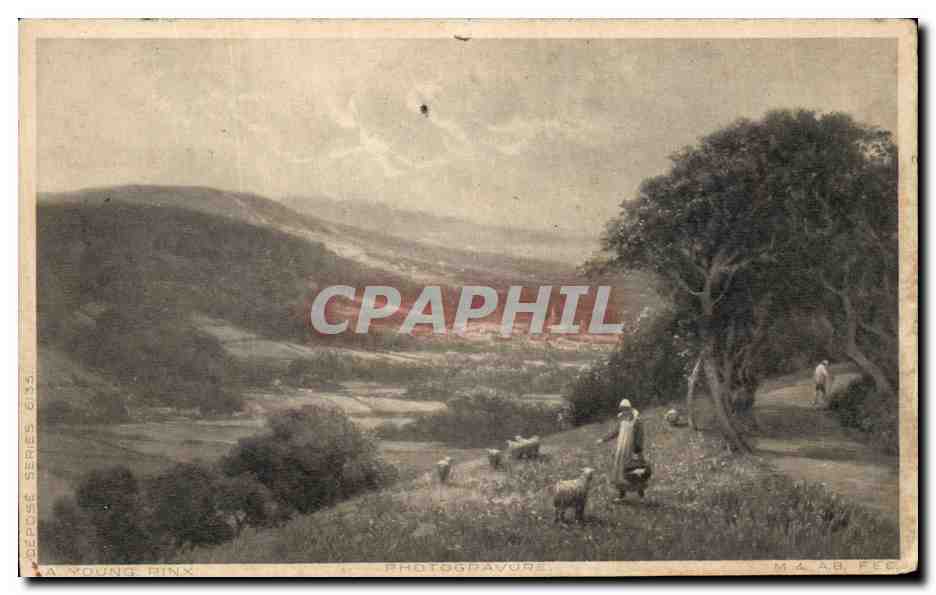 CPA paysage a la campagne Moutons 
