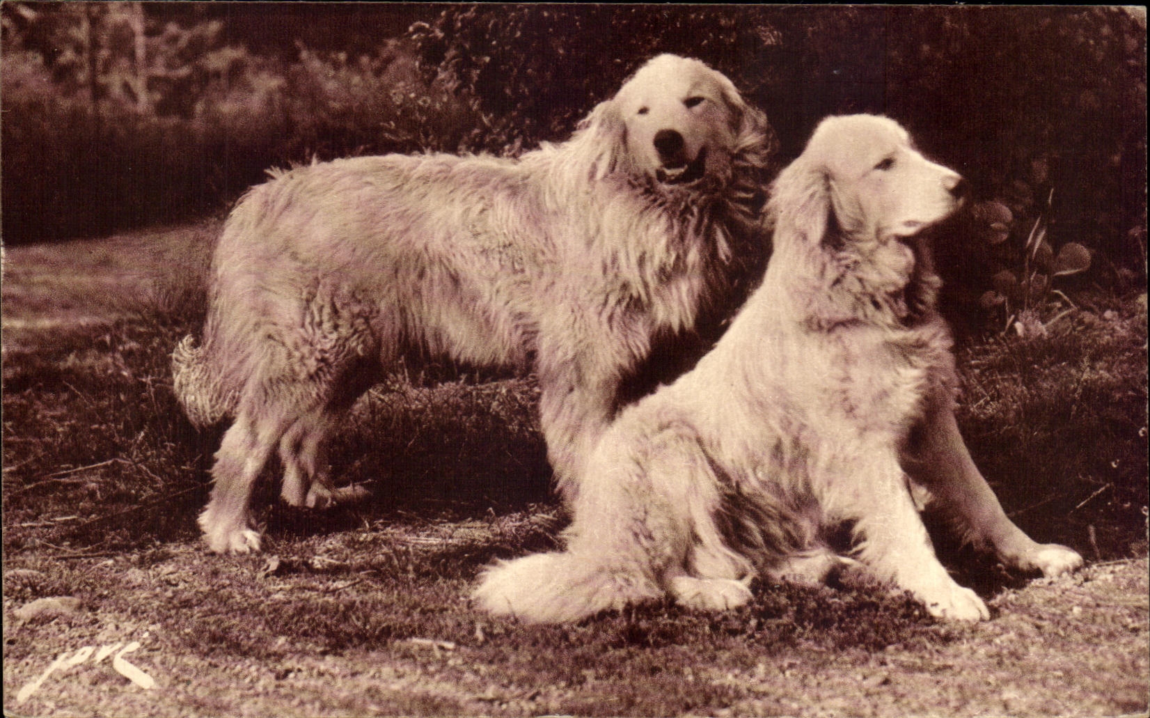 CPA Toute La France Chiens De Pyrenees